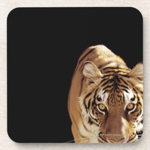Dessous-de-verre Tigre (Panthera le Tigre)