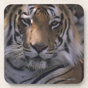 Dessous-de-verre Tigre (Panthera le Tigre), plan rapproché de têt