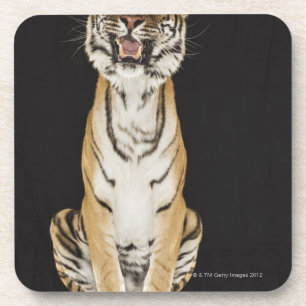 Dessous-de-verre Tigre se reposant sur la plate-forme