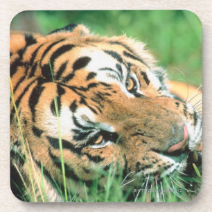 Dessous-de-verre Tigre se situant dans l'herbe