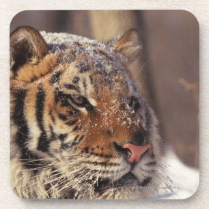 Dessous-de-verre Tigre sibérien