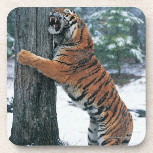 Dessous-de-verre Tigre sibérien (altaica du Tigre de Panthera)