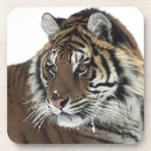 Dessous-de-verre Tigre sibérien (Panthera Tigre Altaica)