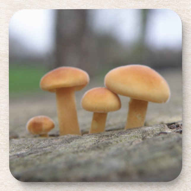 Dessous-de-verre Tiny Toadstools Macro Cork Coaster (Devant)