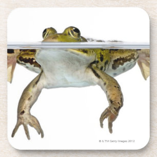 Dessous-de-verre Tiré d'une grenouille comestible apprêtant devan