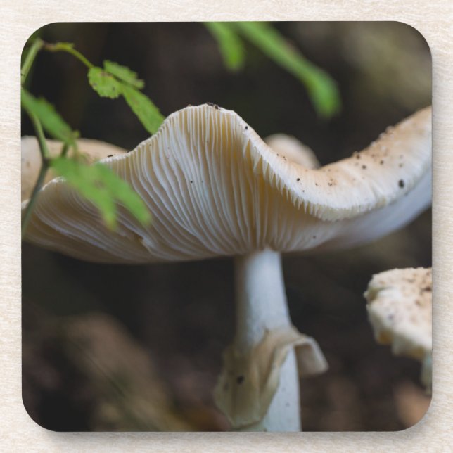 Dessous-de-verre Toadstool Umbrella (Devant)