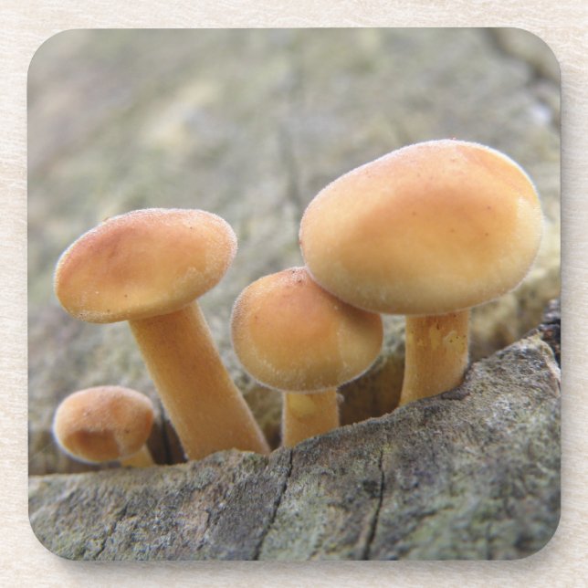 Dessous-de-verre Toadstools on a Tree Trunk Cork Coaster (Devant)