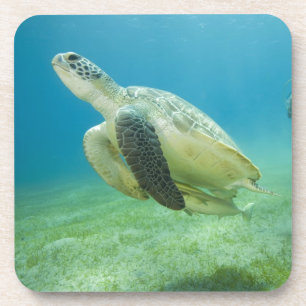 Dessous-de-verre Tortue