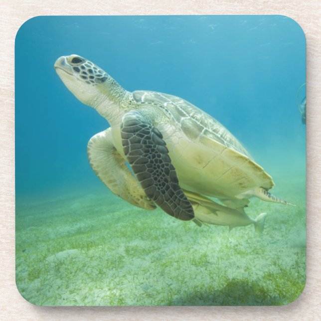 Dessous-de-verre Tortue (Devant)