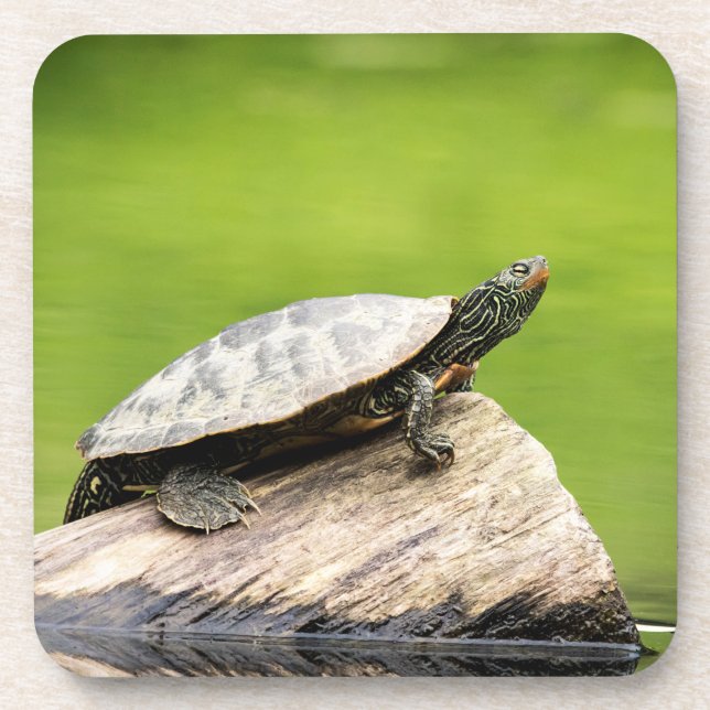 Dessous-de-verre Tortue peinte sur un bûcher (Devant)