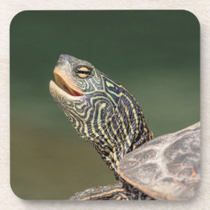 Dessous-de-verre Tortue sur La Chute