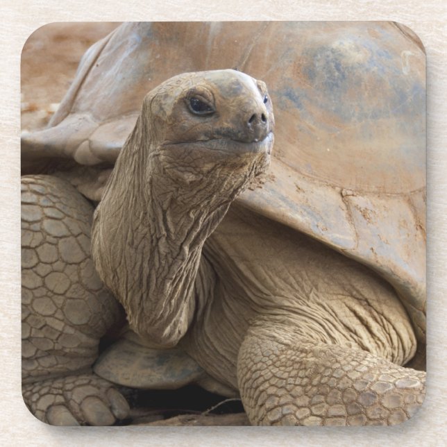 Dessous-de-verre Tortue terrestre des Seychelles d'Aldabra (Devant)