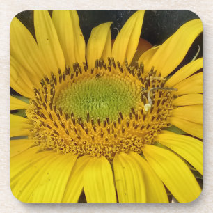 Dessous-de-verre tournesol dans la nature photo de Bulgarie