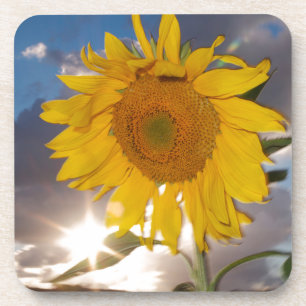 Dessous-de-verre Tournesol hybride soufflant dans le vent au crépus