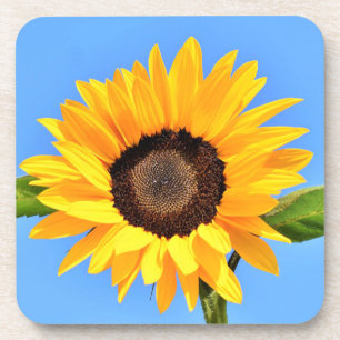 Dessous-de-verre Tournesol jaune contre soleil sur ciel bleu - été