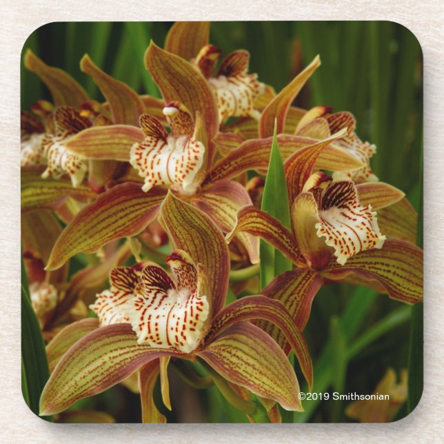 Dessous-de-verre Tracyanum de Cymbidium (Devant)