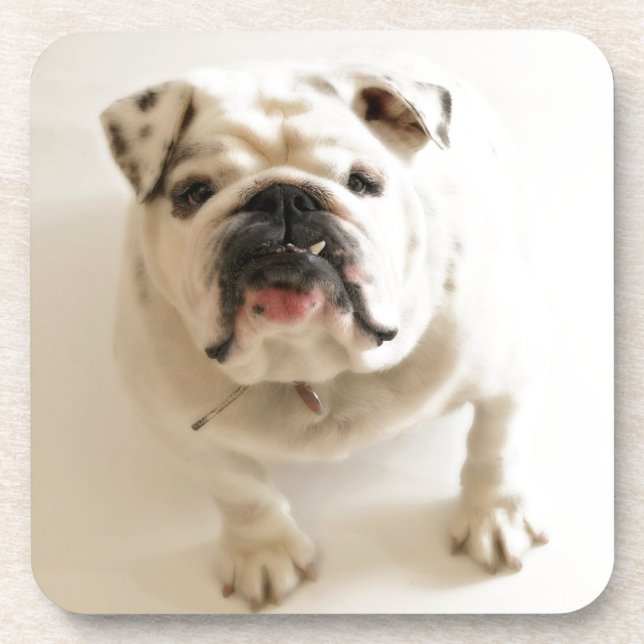 Dessous-de-verre Très mignon Bulldog (Devant)