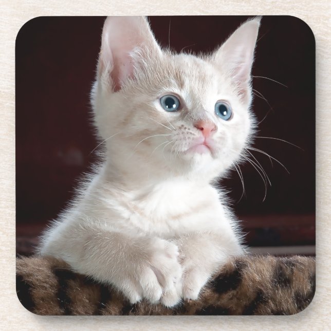 Dessous-de-verre Très mignon chaton blanc (Devant)