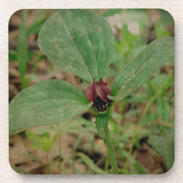 Dessous-de-verre Trillium Flower (Devant)