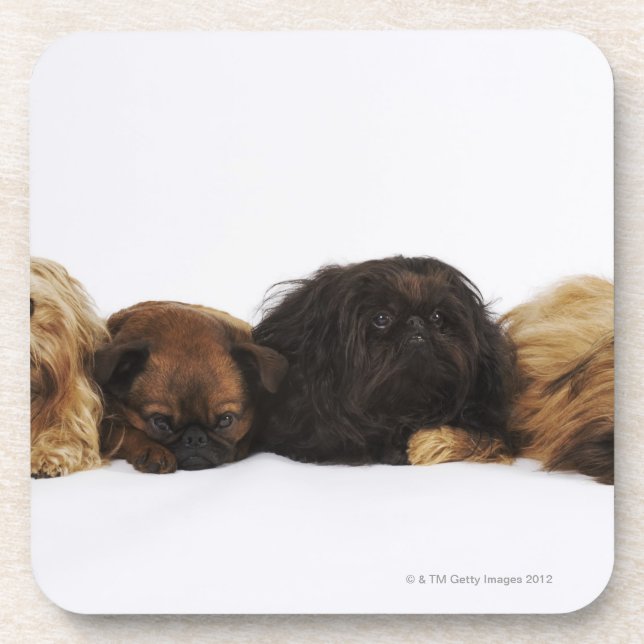 Dessous-de-verre Trois chiens de Pekingese et carlin simple se (Devant)
