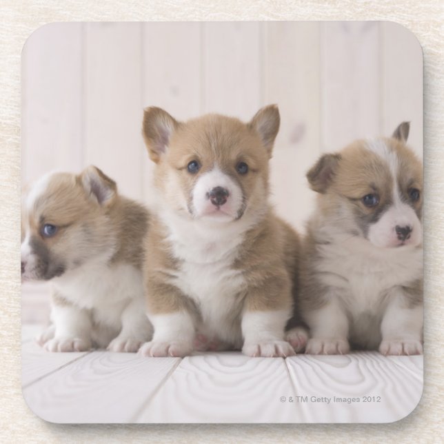Dessous-de-verre Trois corgis de Gallois (Devant)