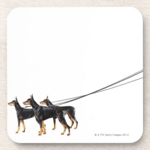 Dessous-de-verre Trois dobermann sur la laisse