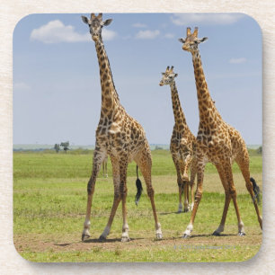 Dessous-de-verre trois girafes de masai, camelopardalis de Giraffa