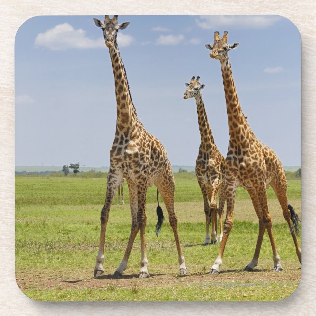 Dessous-de-verre trois girafes de masai, camelopardalis de Giraffa (Devant)