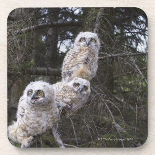 Dessous-de-verre Trois grands poussins de hibou à cornes (Bubo