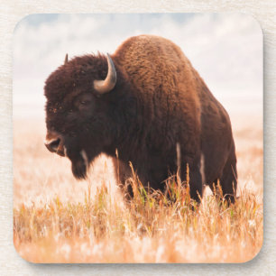 Dessous-de-verre Troupeau de bisons d'Amérique (Bison Bison) à Teto