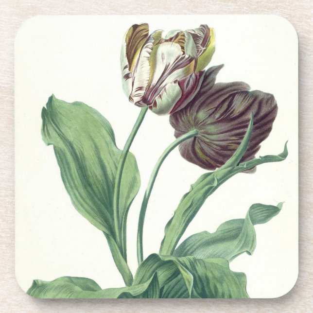 Dessous-de-verre Tulipe de jardin, de "opéra Botanica", gravé par L (Devant)
