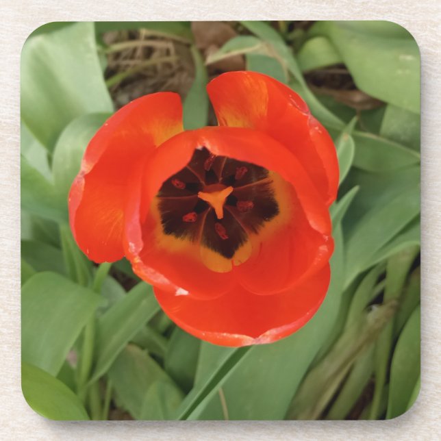 Dessous-de-verre Tulipe rouge Coster (Devant)