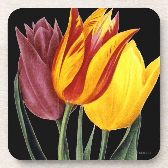 Dessous-de-verre Tulipe (Tulipa Gesneriana) (Devant)