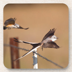 Dessous-de-verre Tyrannus forficatus