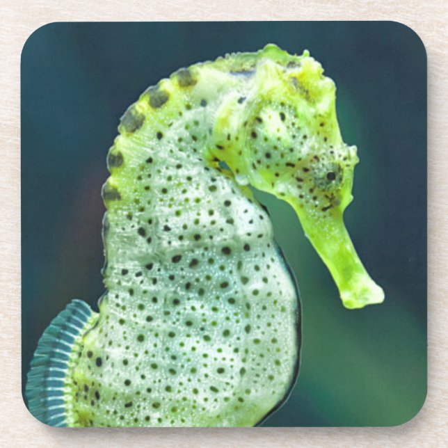 Dessous-de-verre Un bel hippocampe de Knysna (Devant)
