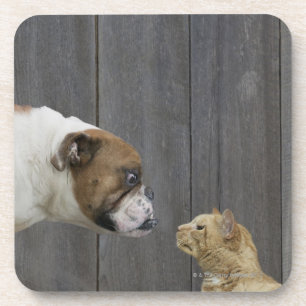 Dessous-de-verre Un bouledogue et un chat sont faces à face dans u