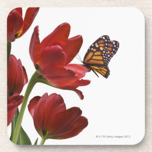 Dessous-de-verre un bouquet des tulipes rouges est visité par un