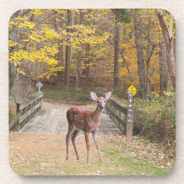 Dessous-de-verre Un cerf dans le parc (Devant)