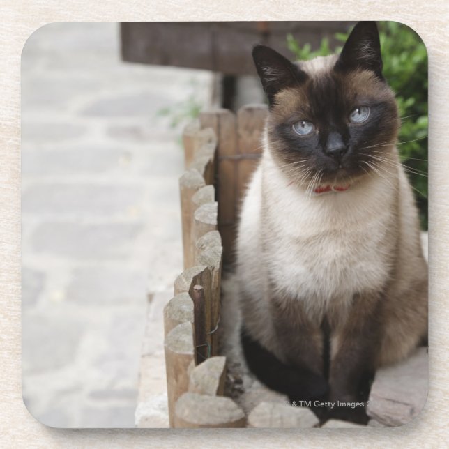 Dessous-de-verre Un chat (Devant)