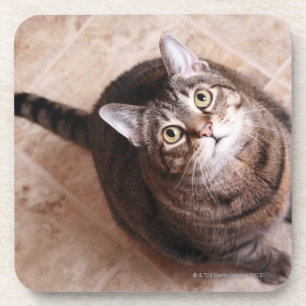 Dessous-de-verre Un chat tigré recherchant