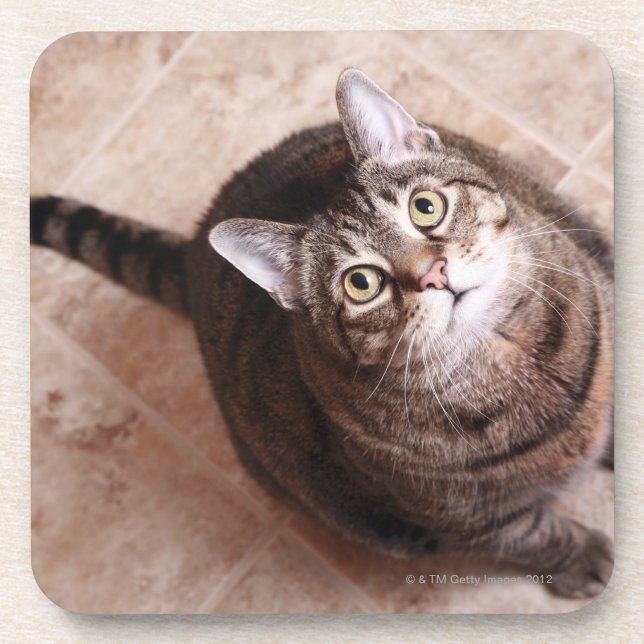 Dessous-de-verre Un chat tigré recherchant (Devant)