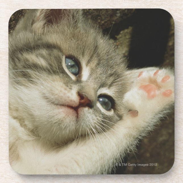 Dessous-de-verre Un chaton, avec de grands yeux bleus, s'étend (Devant)