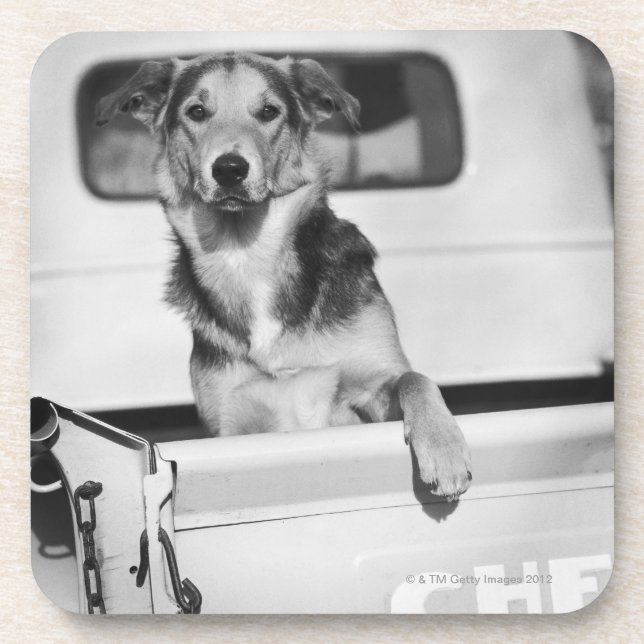 Dessous-de-verre Un chien dans une voiture (Devant)