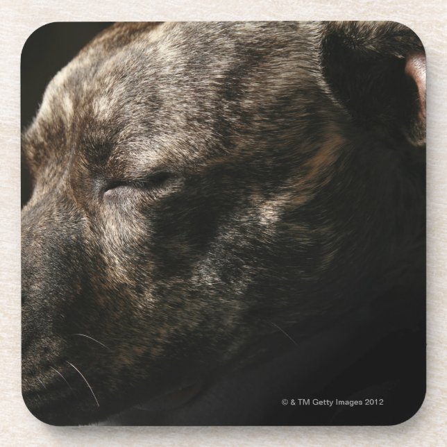 Dessous-de-verre Un chien de pitbull de sommeil (Devant)