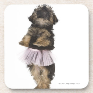 Dessous-de-verre Un chiot de Yorkie-poo dans un tutu sur ses jambes