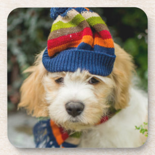 Dessous-de-verre Un chiot doux de Cavachon dans un casquette et une