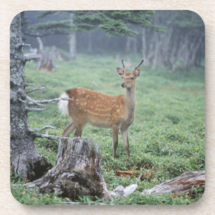 Dessous-de-verre Un jeune cerf commun dans une clairière de forêt