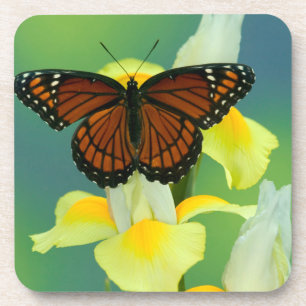 Dessous-de-verre Un papillon amiral sur un iris japonais jaune