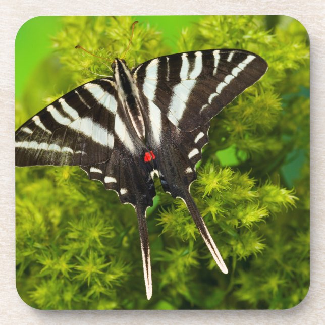 Dessous-de-verre Un papillon swallowtail nord-américain (Devant)