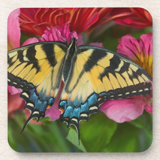 Dessous-de-verre Un papillon swallowtail tigre (Devant)
